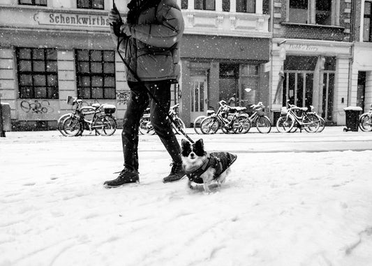 Kölner Friesenwall im Schnee mit Hund und Fussgänger